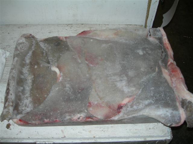 Skate wings (Big/Longnose) caught as by-catch in the Central Gulf